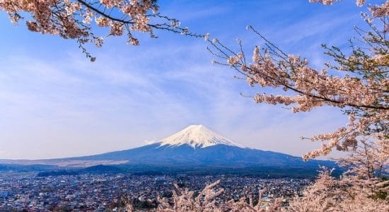 Bunga-sakura-dan-Gunung-Fuji-dari-Pagoda-Chureito-3