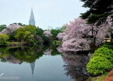 Hanami-sakura-di-Taman-Shinjuku-Gyoen-Tokyo