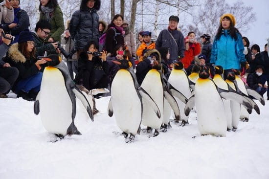 Musim-Dingin-di-Hokkaido-Kebun-Binatang-Asahikawa