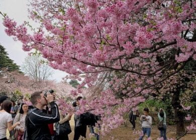 Suasana-Hanami-di-Jepang-Shinjuku-Gyoen