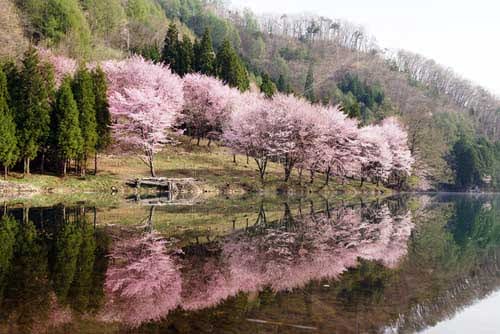 sakura di danau nakatsuna