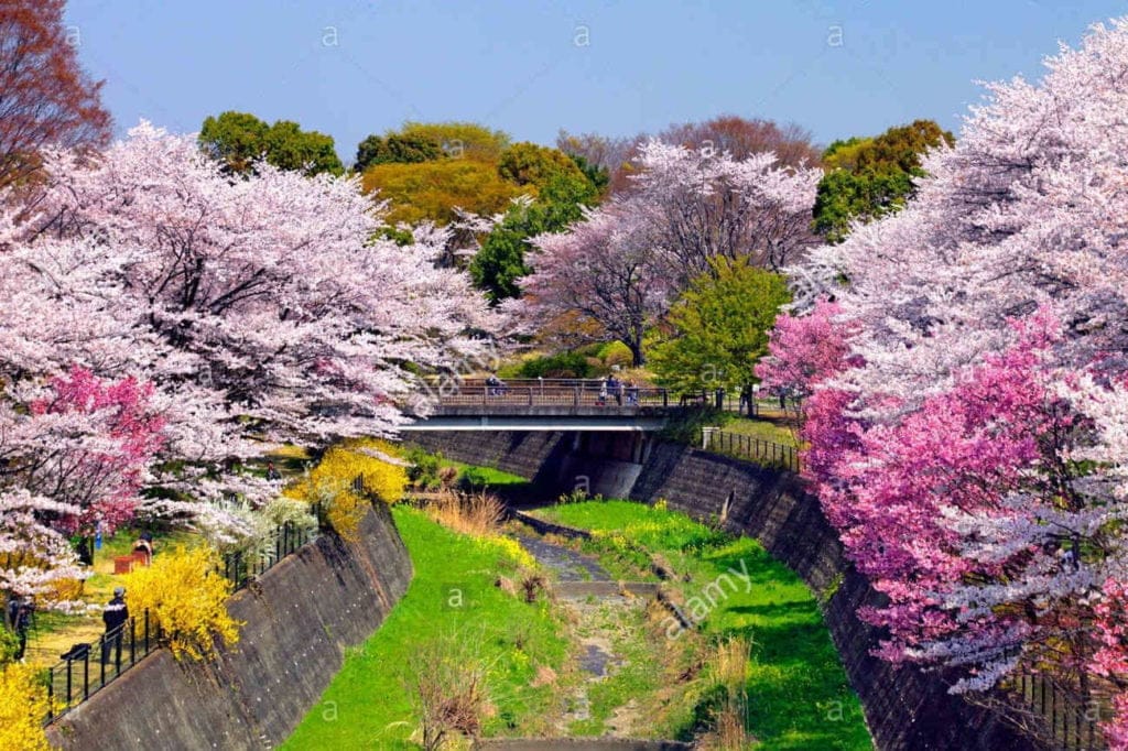 Showa Memorial Park