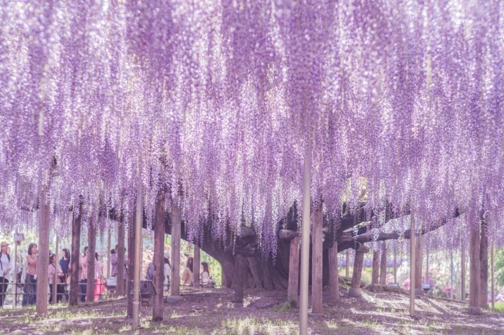 Ashikaga Flower Park