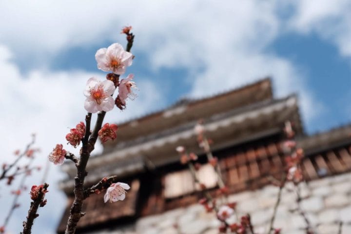 5 Kegiatan Seru di Prefektur Ehime