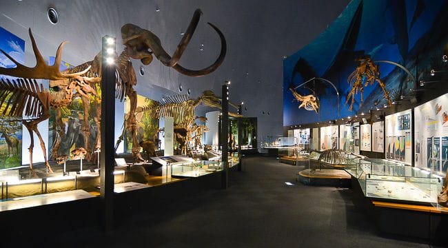 Museum Dinosaurus Fukui