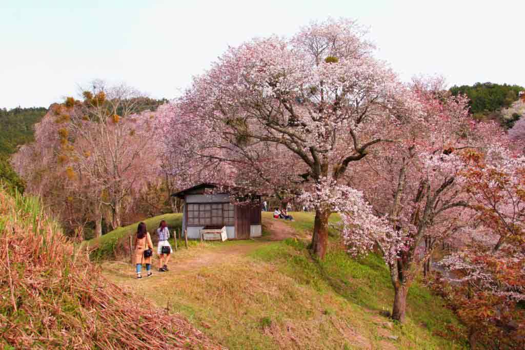 Yoshino