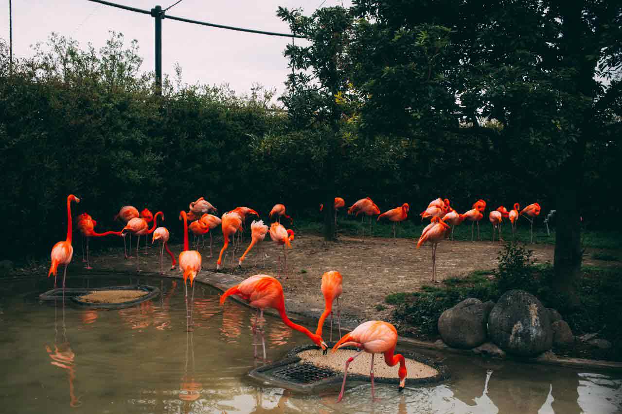 Ueno Zoo