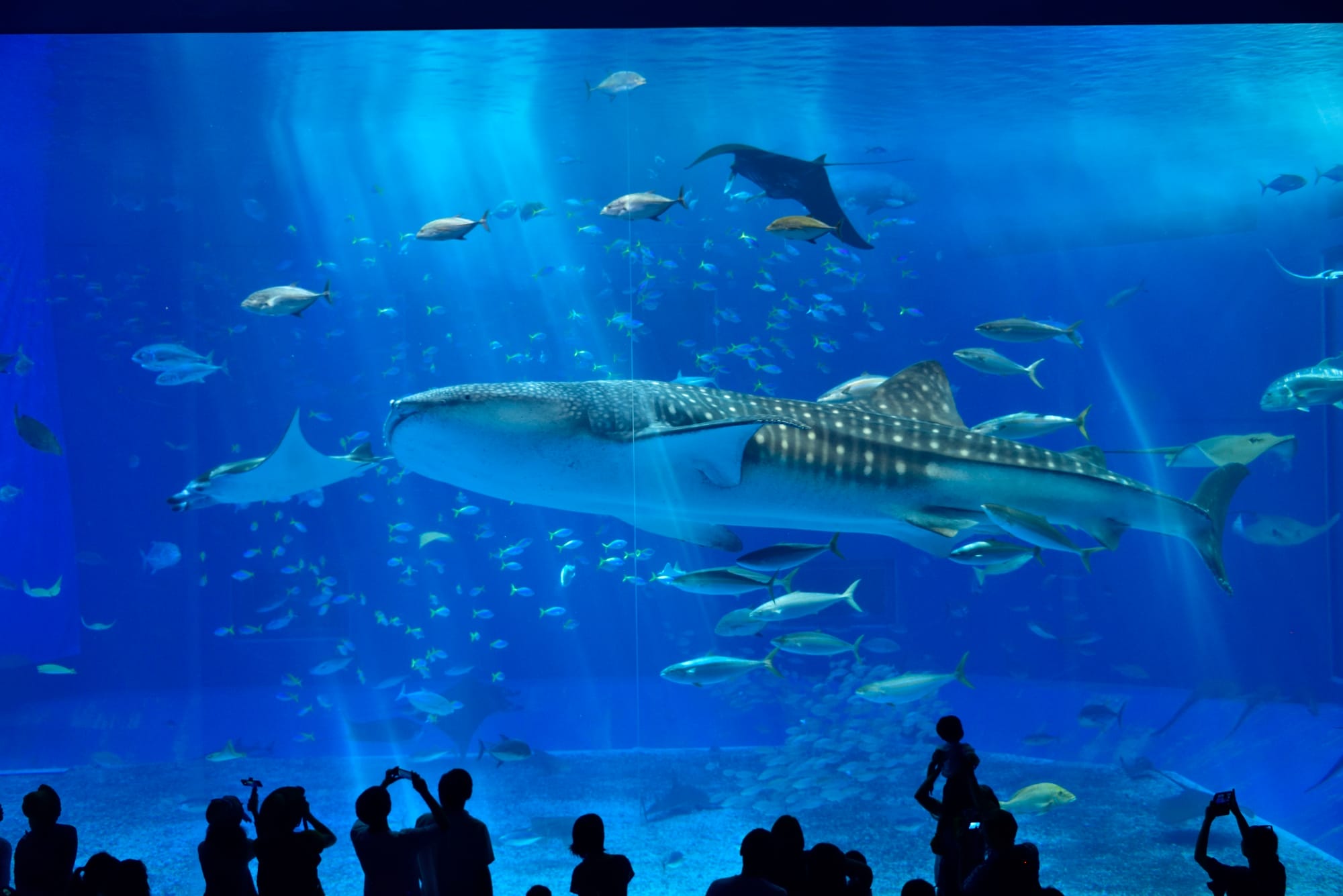 Okinawa Churaumi Aquarium