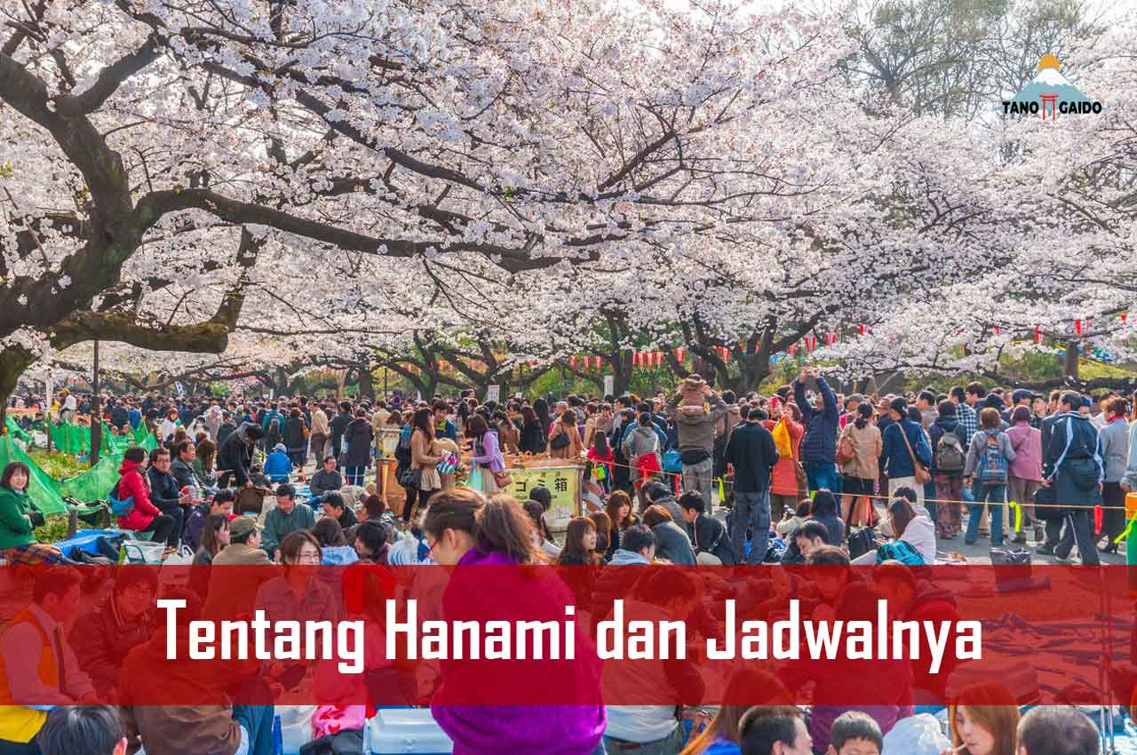 Tentang Hanami dan Jadwalnya