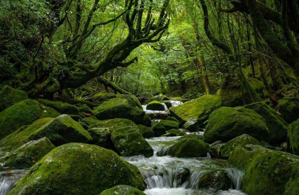 Pulau Yakushima