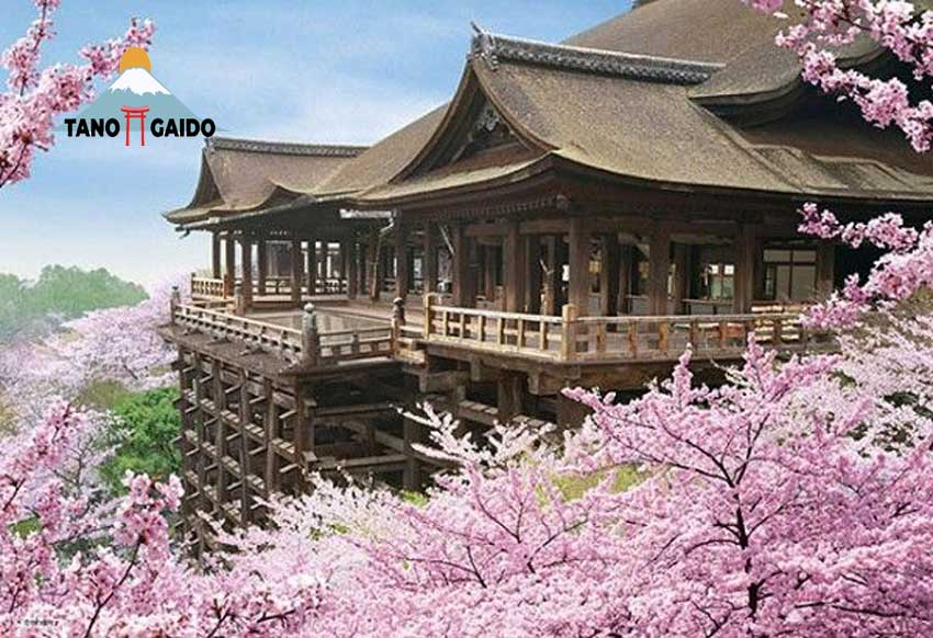 Bunga Sakura di Kuil Kiyomizudera