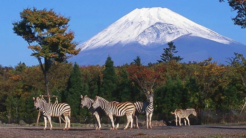 Fuji Safari Park