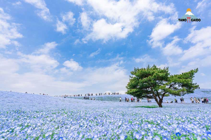 Keindahan Nemophila Harmony