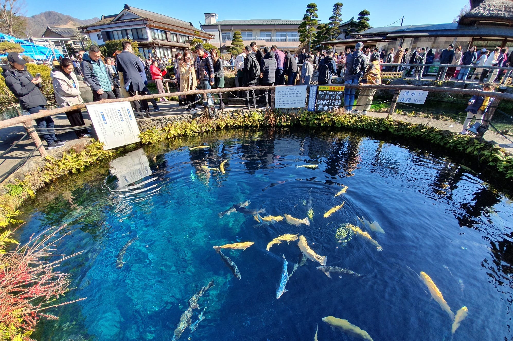 Kolam Ikan Koi di Oshino Hakkai