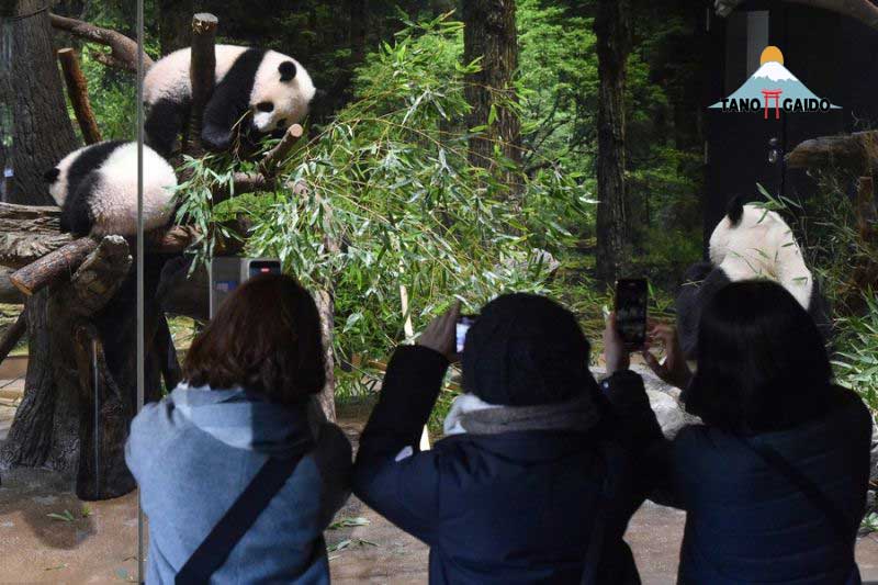 Melihat Panda di Kebun Binatang Ueno