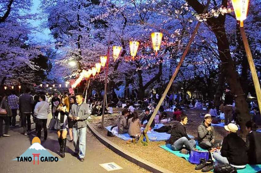 Suasana Hanami di Taman Ueno