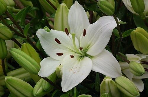 Bunga lily
