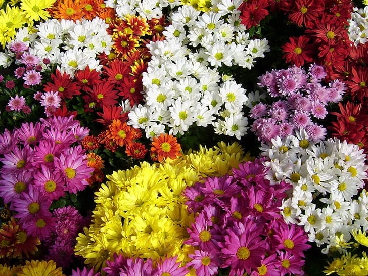 Chrysanthemum