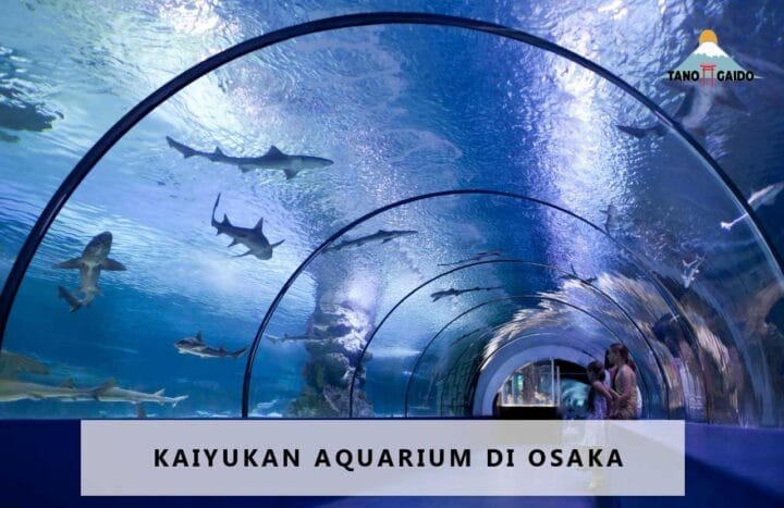 Kaiyukan: Akuarium Terbaik di Osaka, Jepang