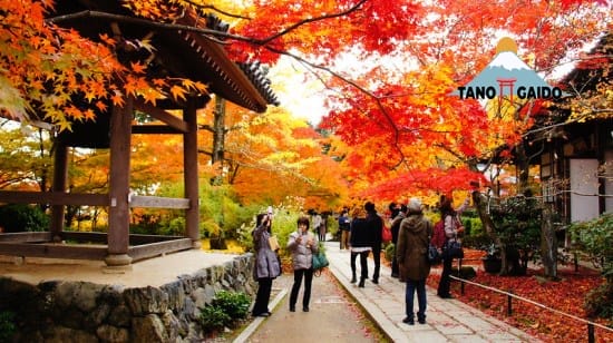 Momiji musim gugur di Jojakkoji Temple