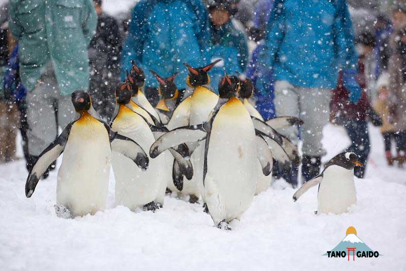 Parade Pinguin di Asahiyama Zoo