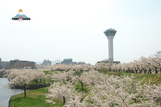 Pohon sakura mekar di Fort Goryokaku