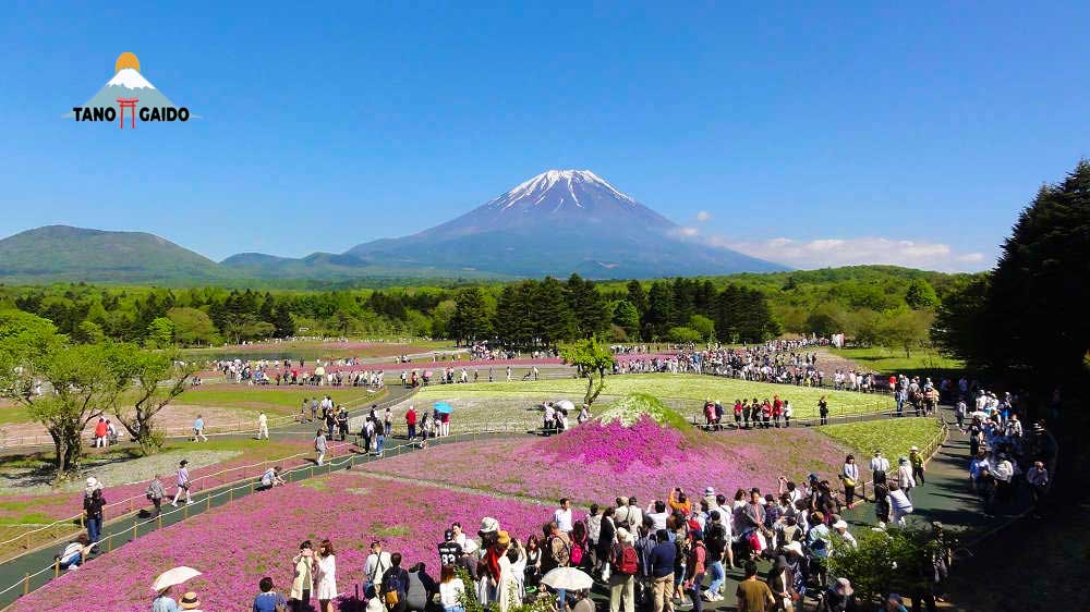 Suasana Festival Shibazakura