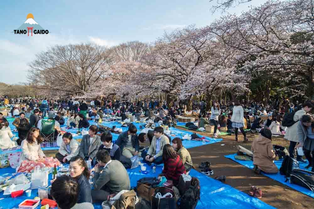 Suasana Hanami di Taman Yoyogi