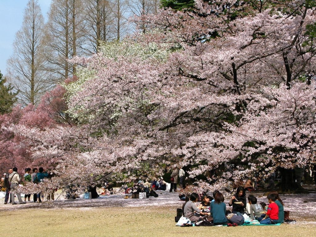 Suasana Hanami