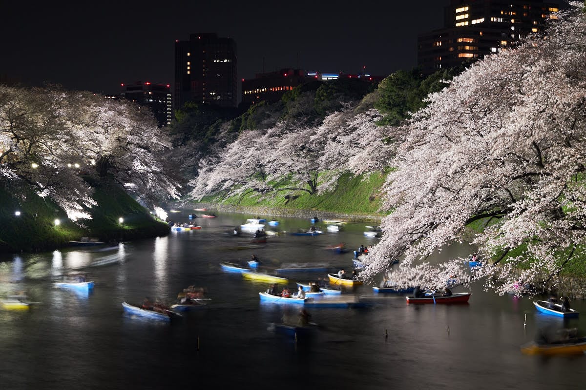 Chidorigafuchi Cherry Blossoms