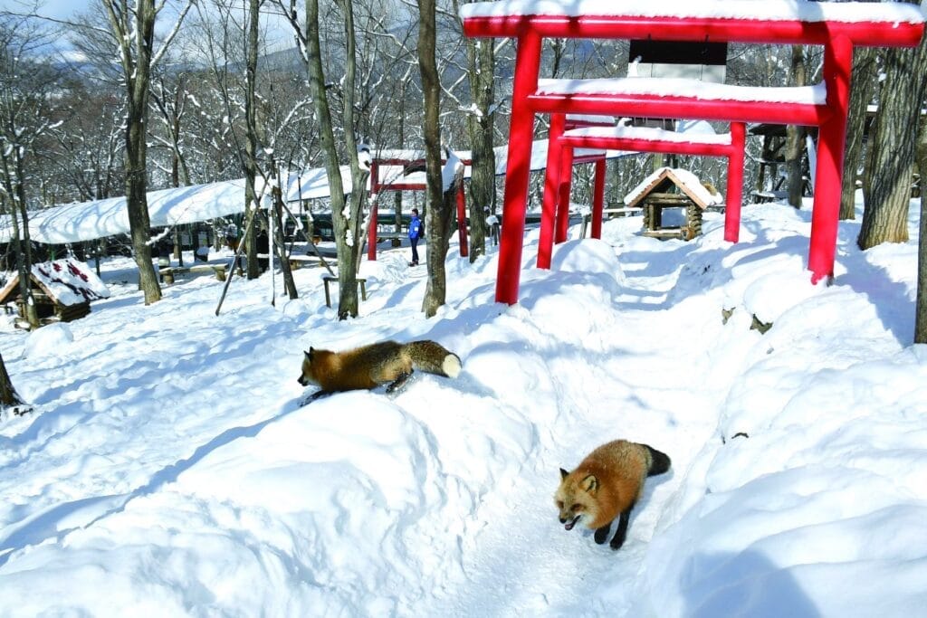Cute foxes at Zao Fox Village