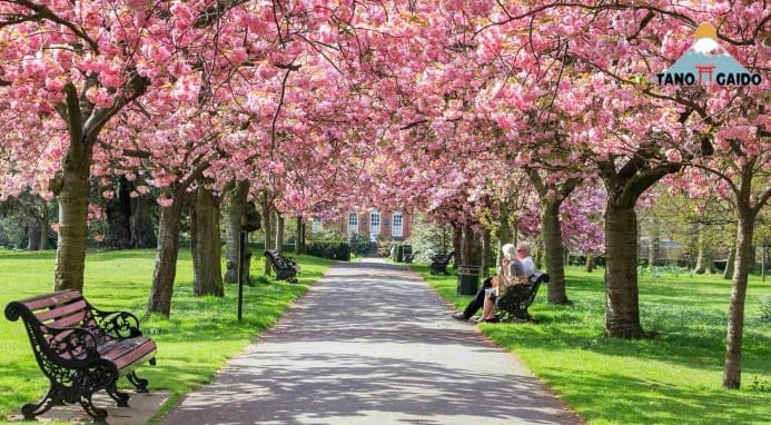 Daftar Tempat Terbaik Untuk Menikmati Keindahan Bunga Sakura