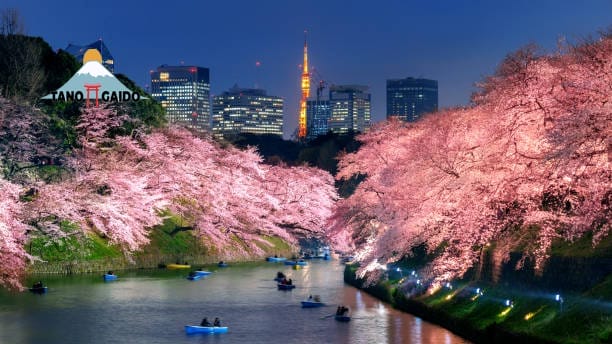 Keindahan Iluminasi Bunga Sakura di Taman Chidorigafuchi