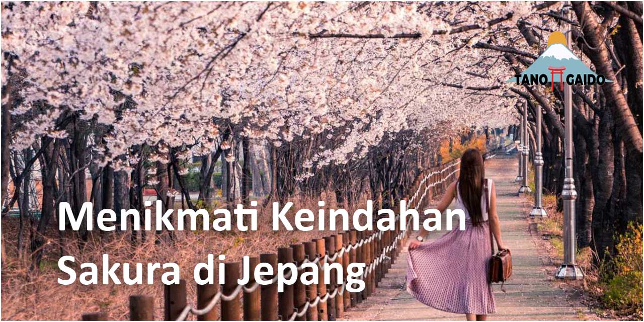 Menikmati Keindahan Sakura di Jepang