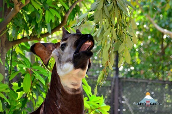 Okapi di Zoorasia Yokohama