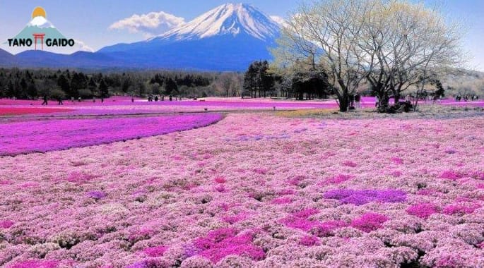 Pulau Hokkaido, Destinasi Jepang yang Anti Mainstream