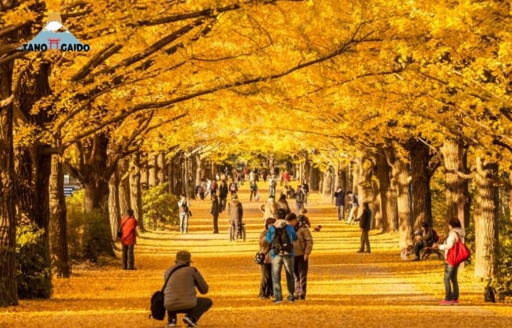 Rekomendasi Tempat Wisata Musim Gugur Terbaik di Tokyo