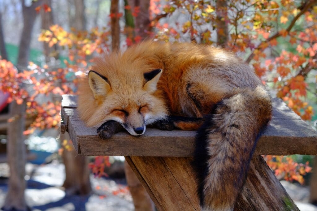 Rubah Lucu di Miyagi Zao Fox Village