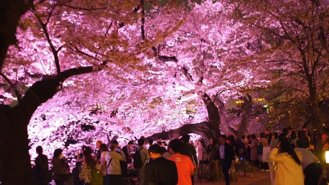 Suasana Hanami di Taman Chidorigafuchi