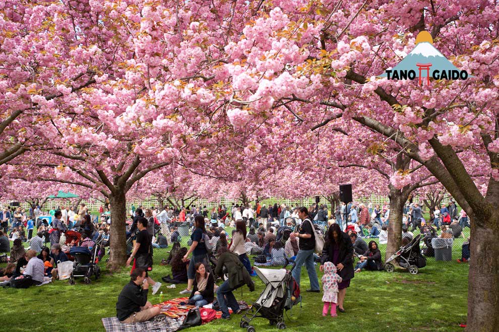 Suasana Tradisi Hanami di Jepang