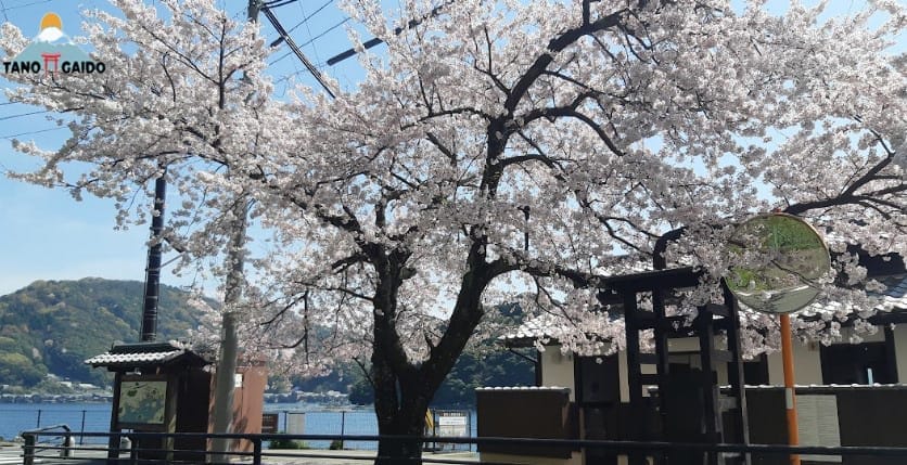 Tempat Romantis Jepang, Cocok Buat Bulan Madu