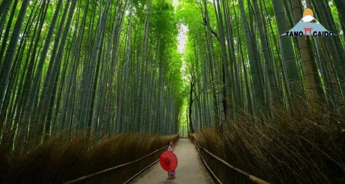 Wisata Alam Terbaik Di Jepang yang Tidak Boleh Dilewatkan