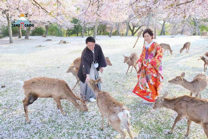 memberi makan rusa di Nara Park