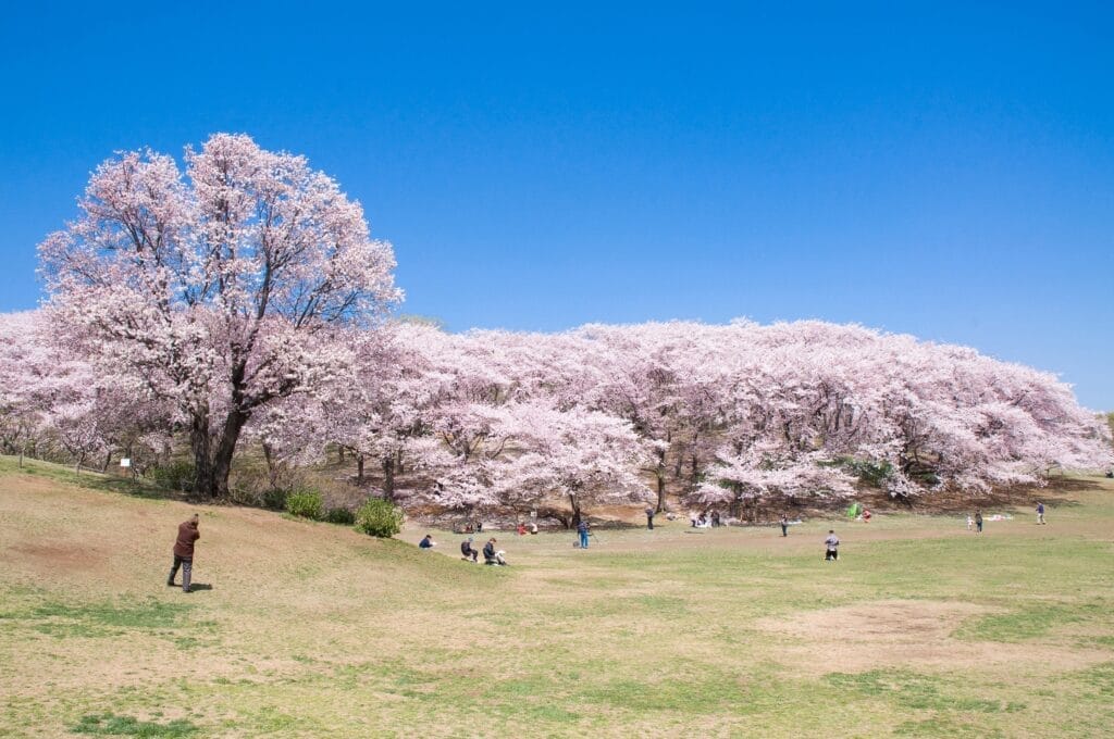 Bukit Mitsuike