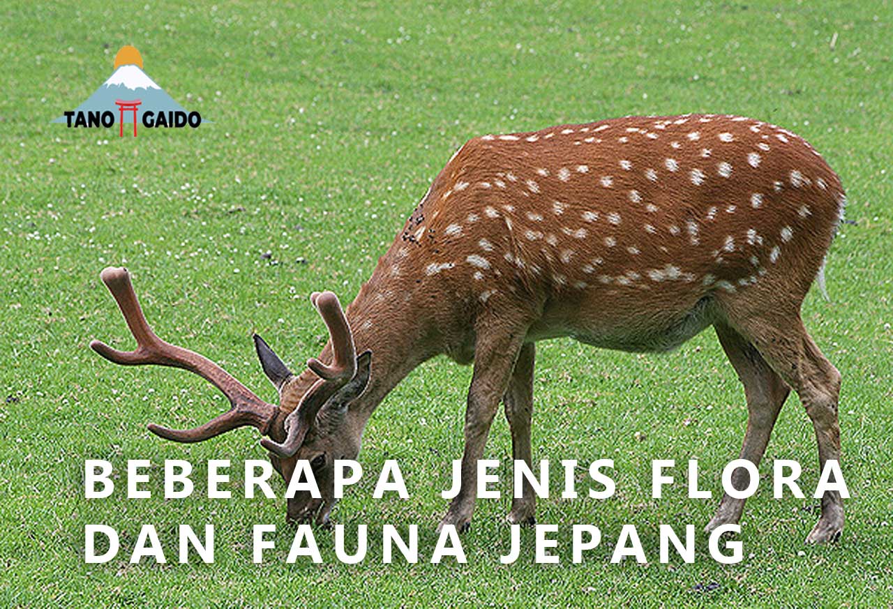 flora dan fauna jepang