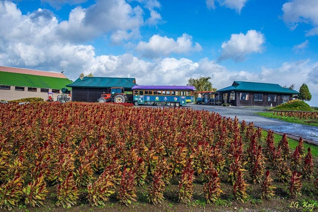 Flower Land Kamifurano