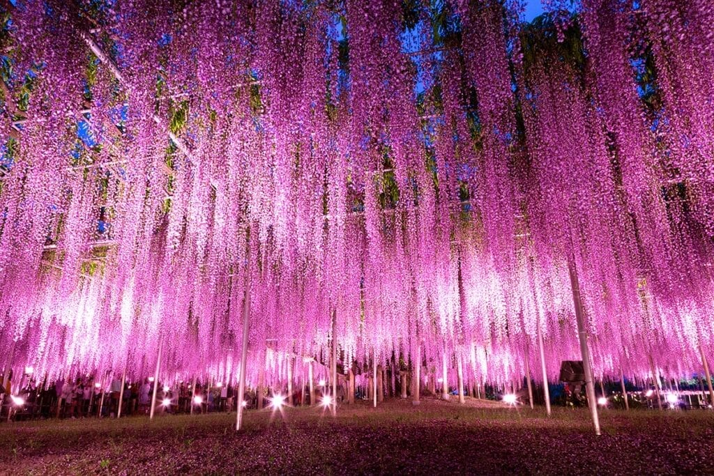 Iluminasi Tochigi Ashikaga Flower Park