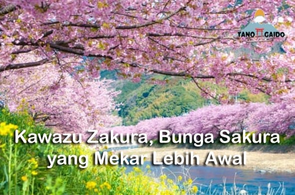 Kawazu Zakura, Bunga Sakura yang Mekar Lebih Awal