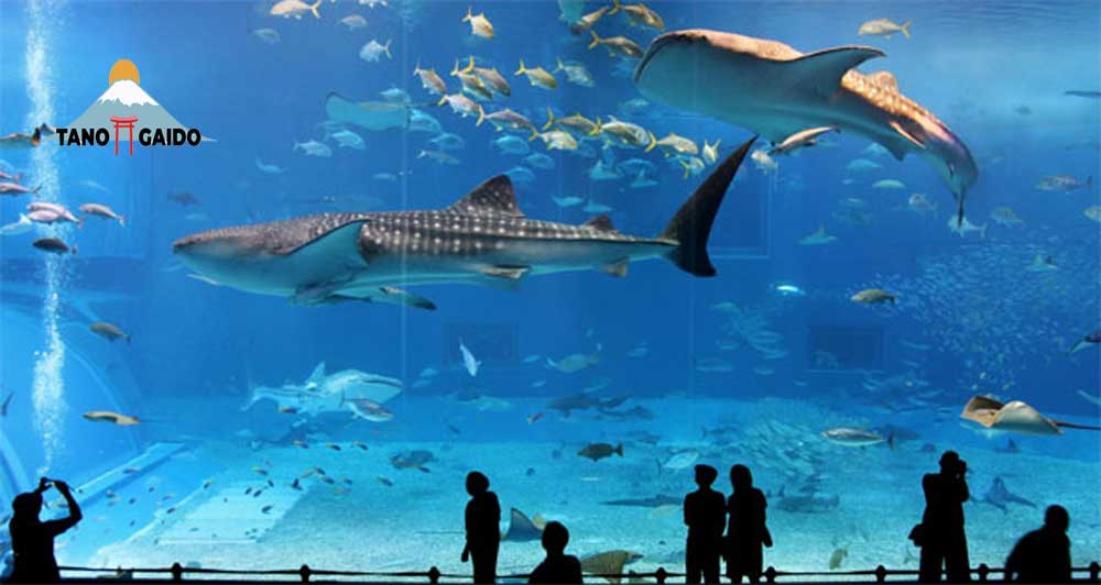 Osaka Aquarium Kaiyukan