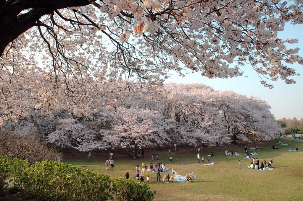 Taman Negishi